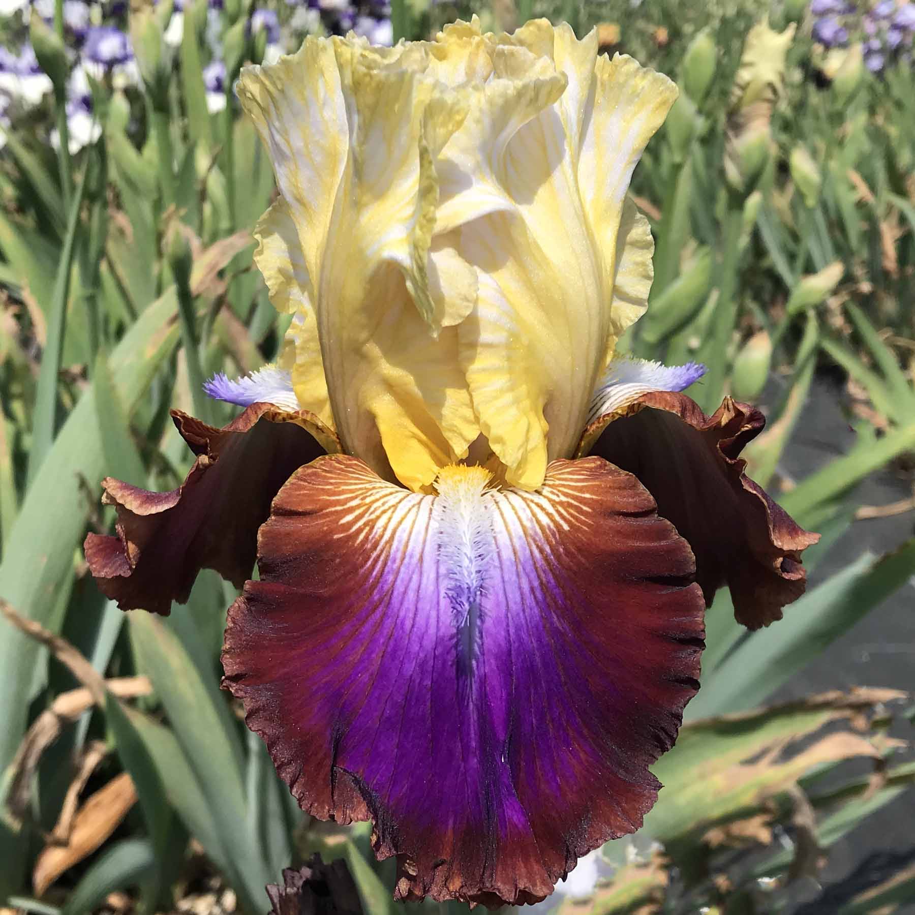 NOT A CLUEIMG_4140.jpg